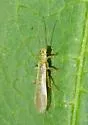 Sweltsa coloradensis - photo 2