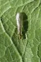 Sweltsa coloradensis - photo 3