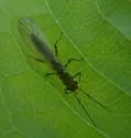 Sweltsa coloradensis - photo 4