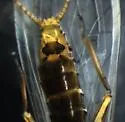Sweltsa coloradensis - photo 5
