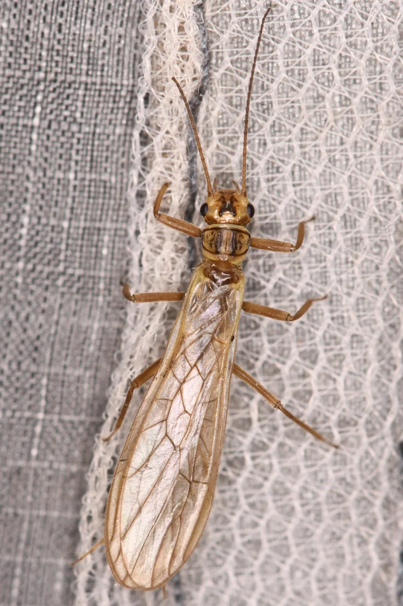 Mountain Sallfly - photo 2