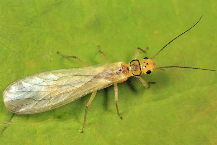 Sweltsa lateralis - photo 2
