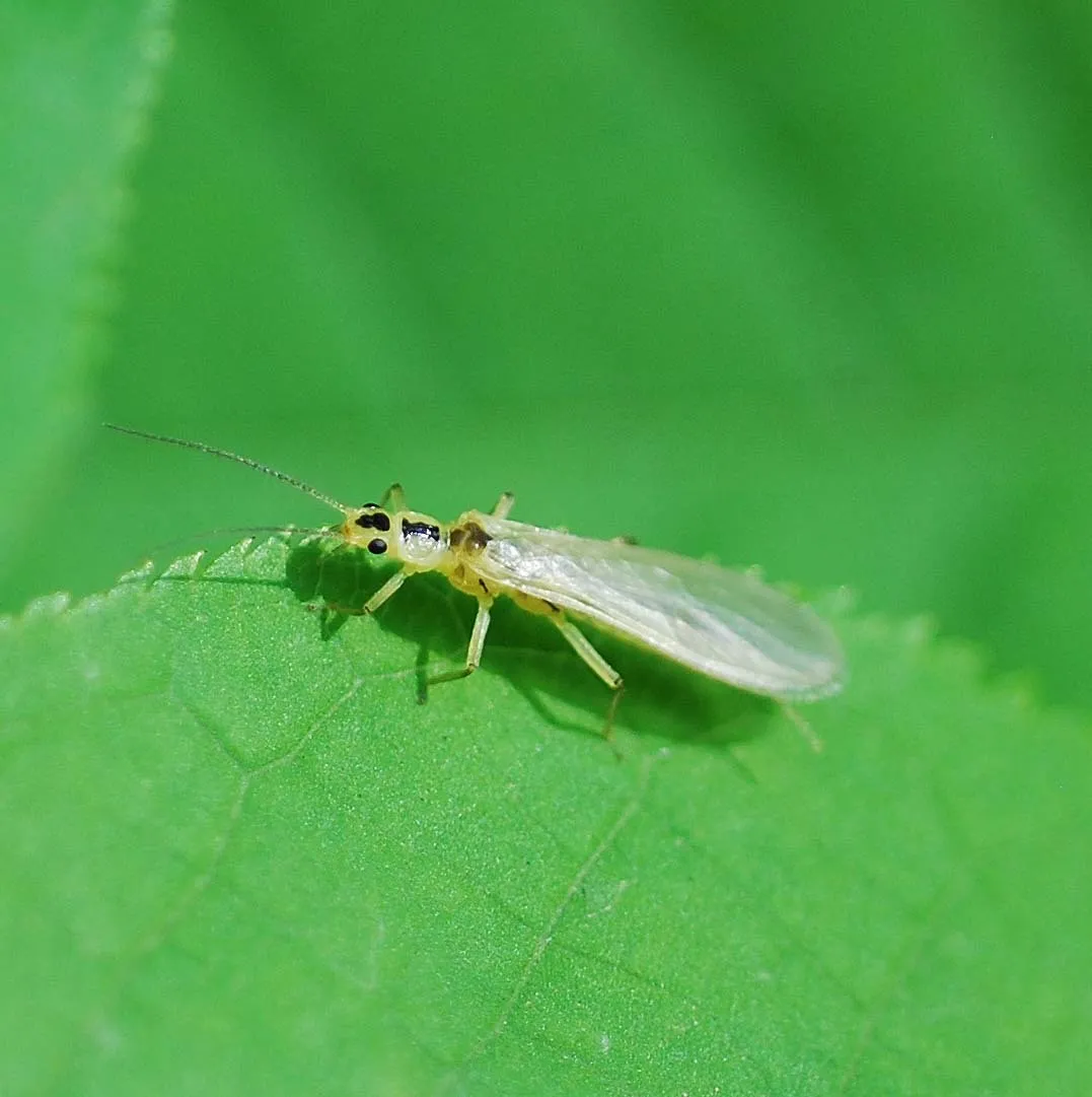 Sweltsa nikkoensis - photo 3