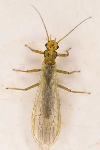 Pacific Sallfly