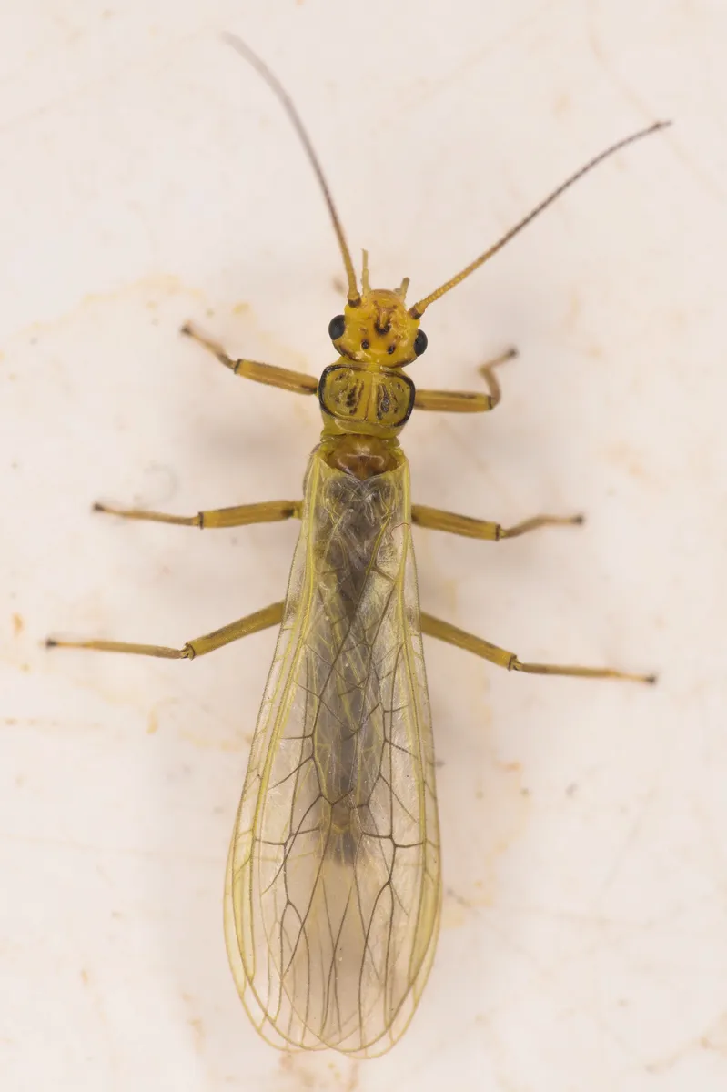 Pacific Sallfly - photo 3