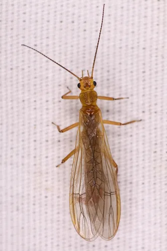 Tamalpais Sallfly