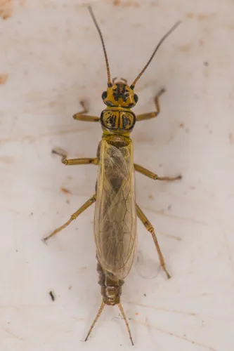 Dardanelle Sallfly