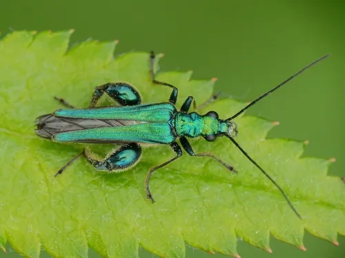 Swollen-thighed Beetle - Oedemera nobilis