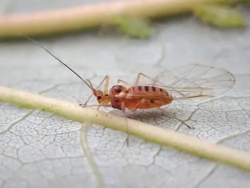 Drepanosiphum platanoidis - photo 2