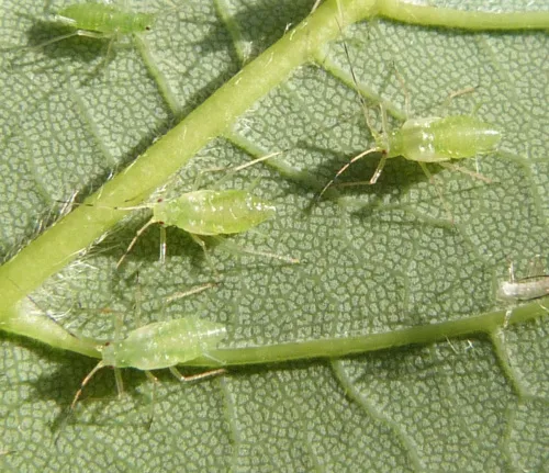 Drepanosiphum platanoidis - photo 3
