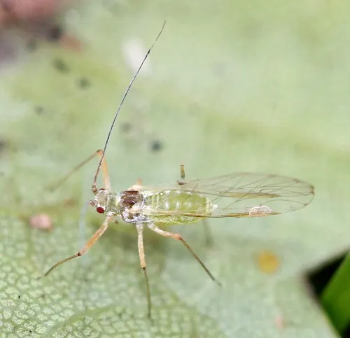 Drepanosiphum platanoidis - photo 4