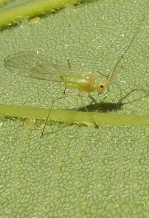 Drepanosiphum platanoidis - photo 6