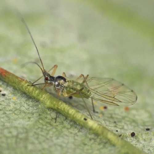 Drepanosiphum platanoidis - photo 7