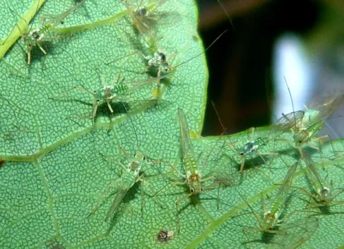 Drepanosiphum platanoidis - photo 8
