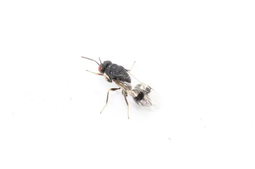 Sycophila biguttata - Sycophila biguttata