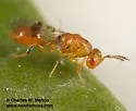 Sycophila mimosae