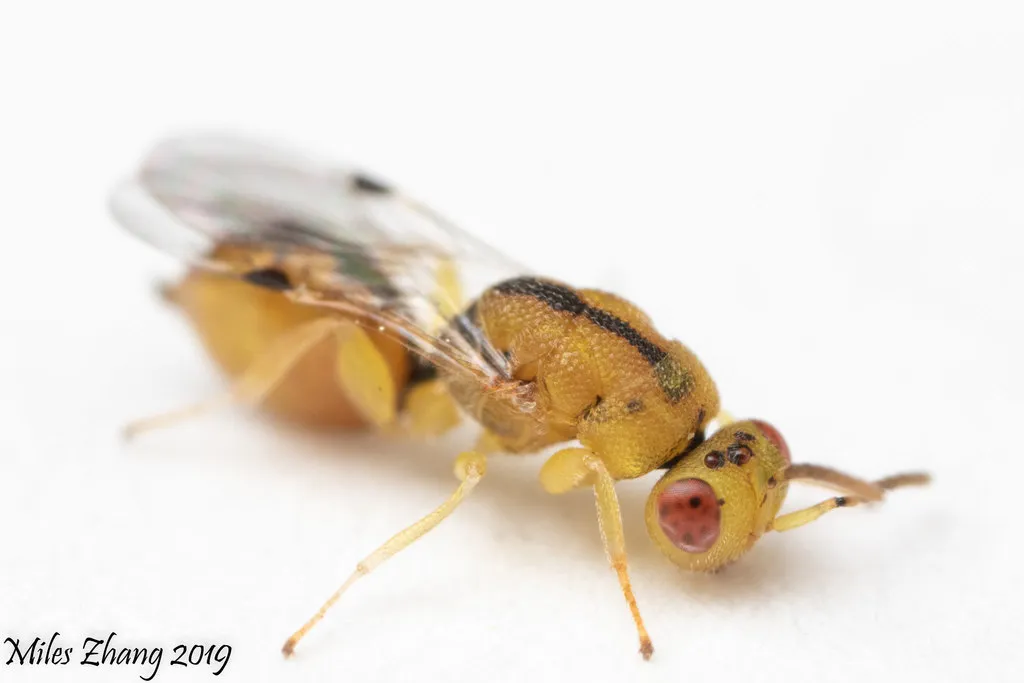 Sycophila quercilanae - photo 2
