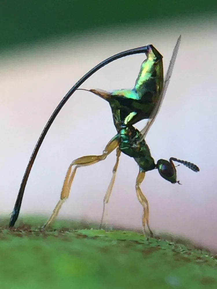 Sycoscapter australis - photo 2