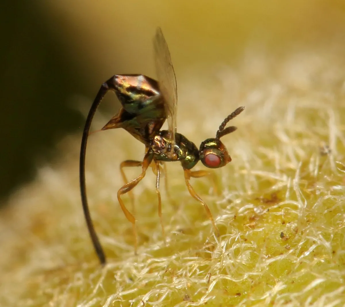 Sycoscapter cornutus - photo 2