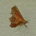 Syllectra erycata - Hodges#8584