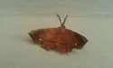Syllectra erycata - Hodges#8584 - photo 2