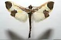 Syllepis hortalis - Hodges#5283