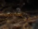 Syllophopsis subcoeca