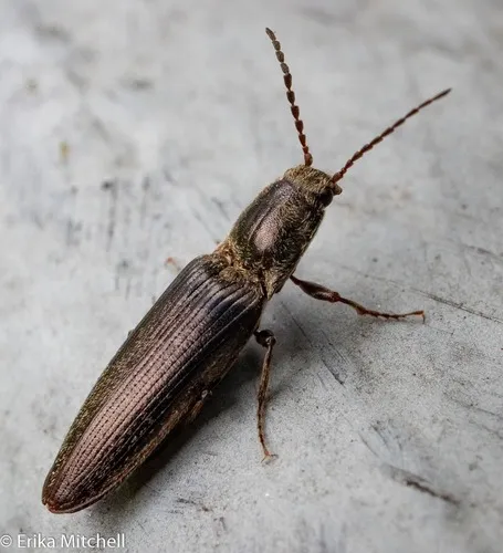 Sylvanelater cylindriformis - photo 2