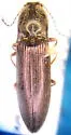Sylvanelater furtivus