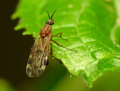 Sylvicola alternatus - photo 2