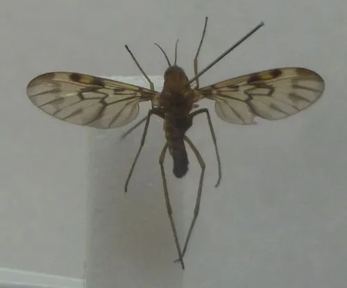 Sylvicola charlesi