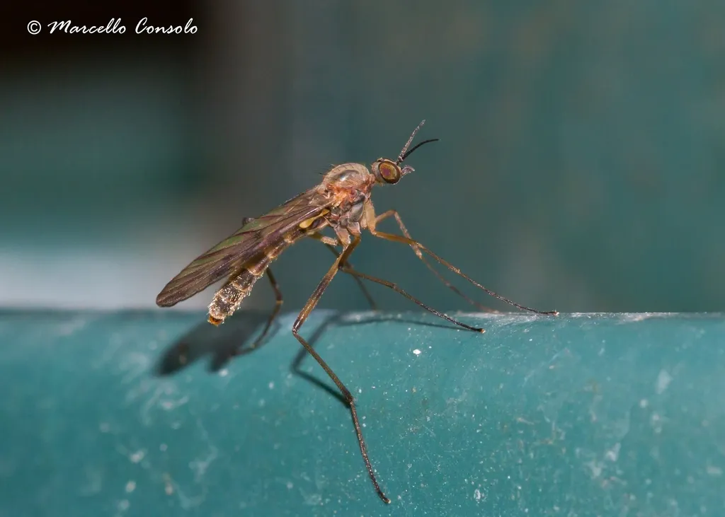 Sylvicola cinctus - photo 2
