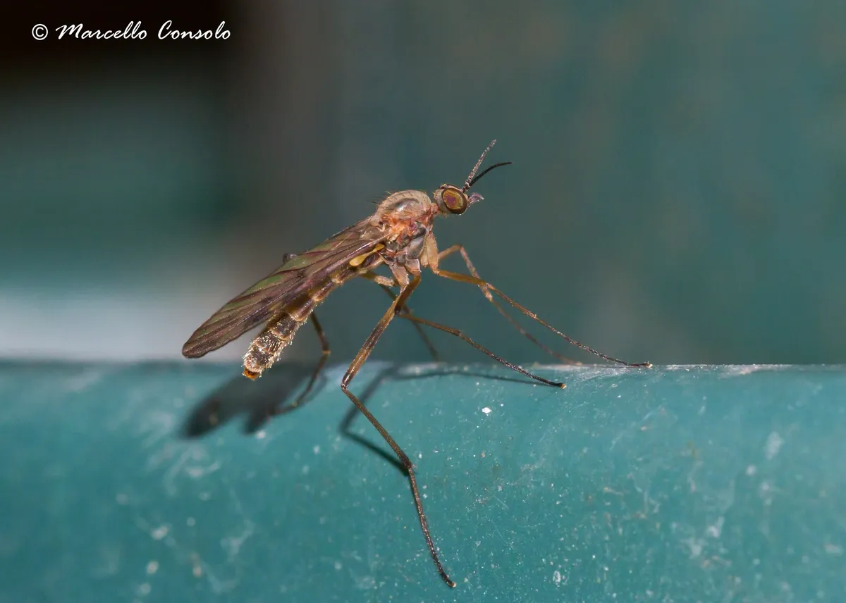 Sylvicola cinctus - photo 3
