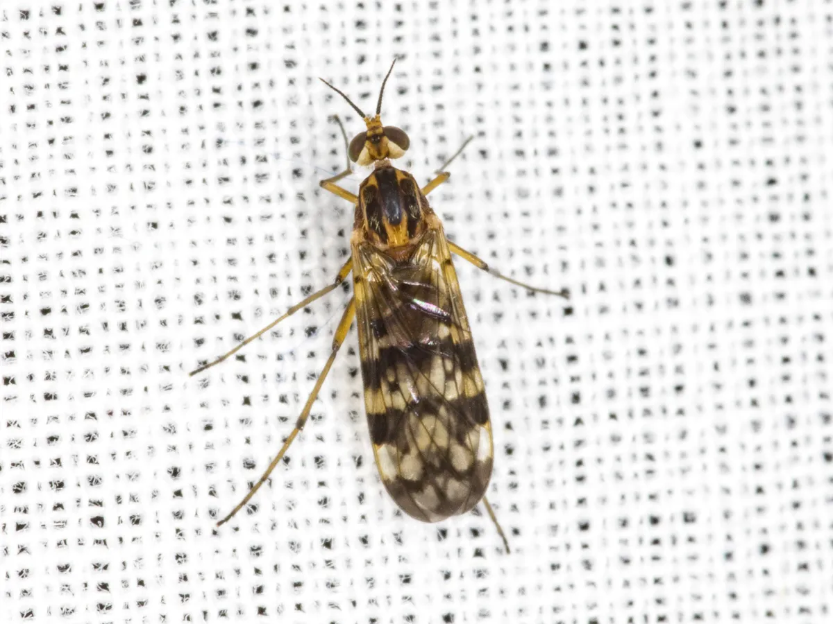 Sylvicola dubius