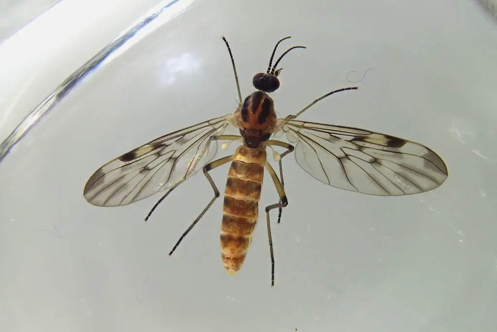 Window Gnat