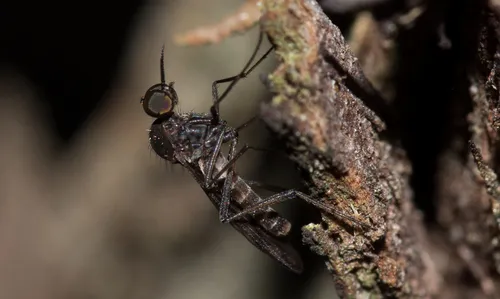 Sylvicola funebris