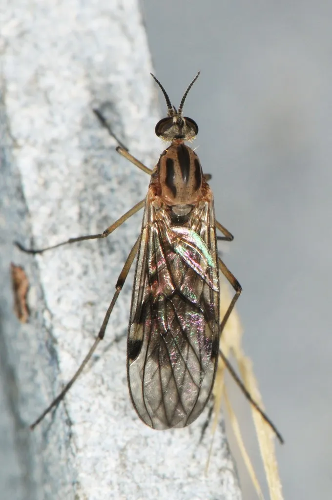Sylvicola fuscatus - Sylvicola fuscatus