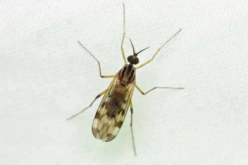 Sylvicola japonicus
