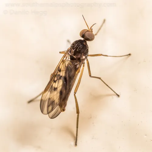 outhouse fly