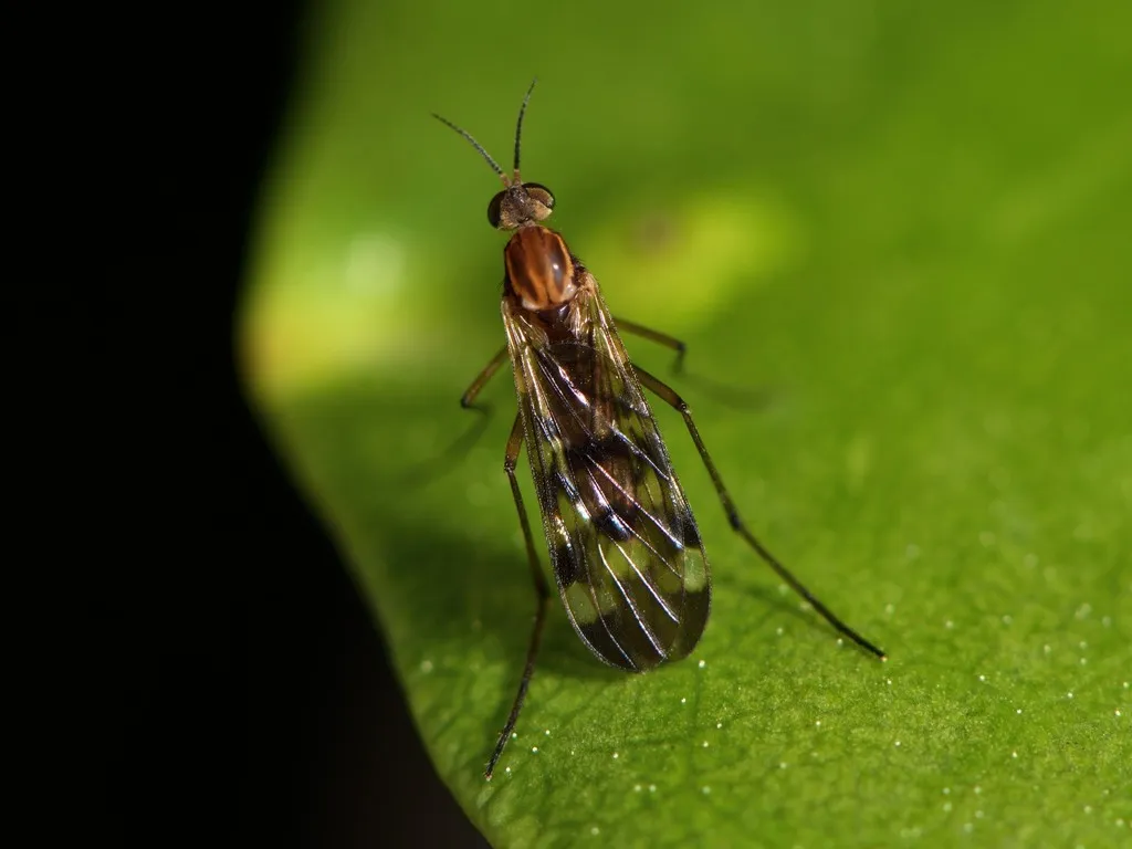 Outhouse Fly - photo 2