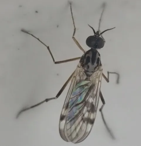 Sylvicola notialis