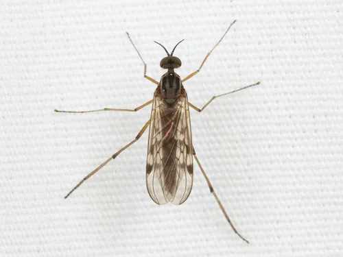 Sylvicola punctatus