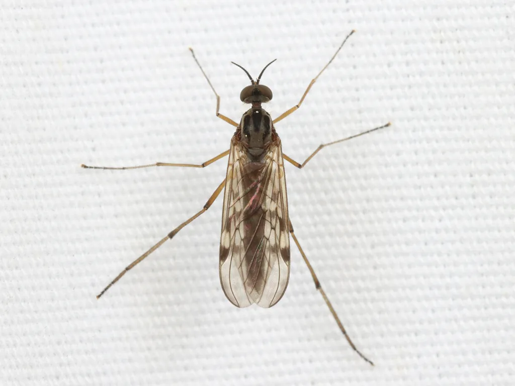 Sylvicola punctatus - photo 3