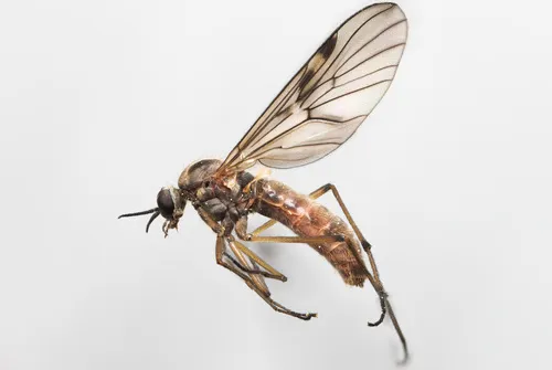 Sylvicola stackelbergi