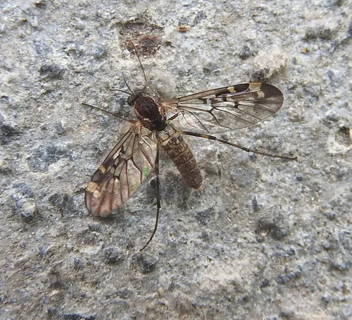 Sylvicola tibialis