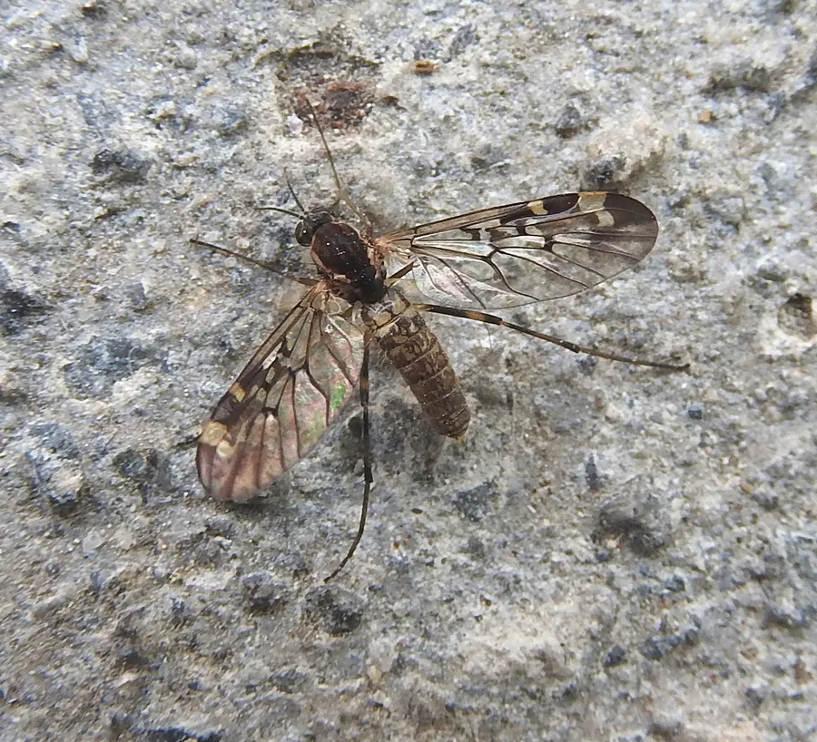 Sylvicola tibialis - photo 3