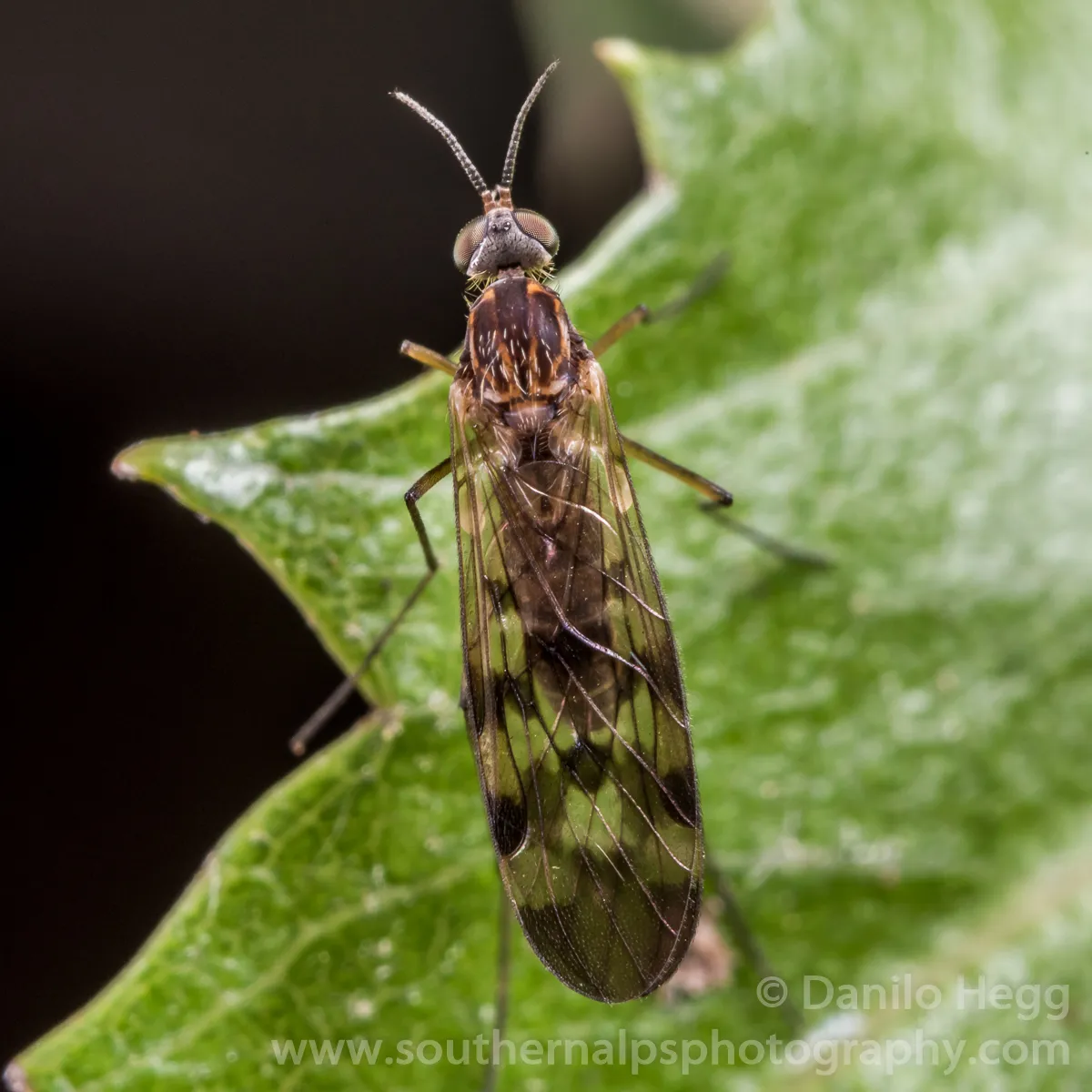 Sylvicola undulatus - photo 3