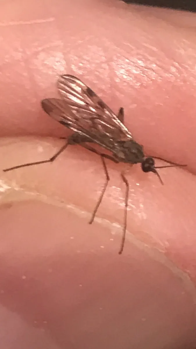 Sylvicola zetterstedti