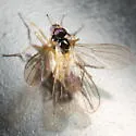 Symballophthalmus masoni