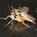 Symballophthalmus masoni - photo 2